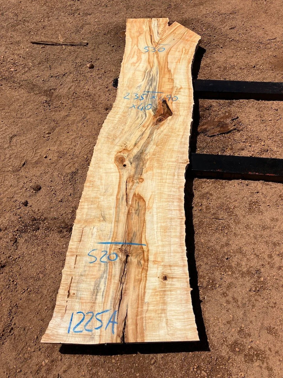 1225A Horse Chestnut