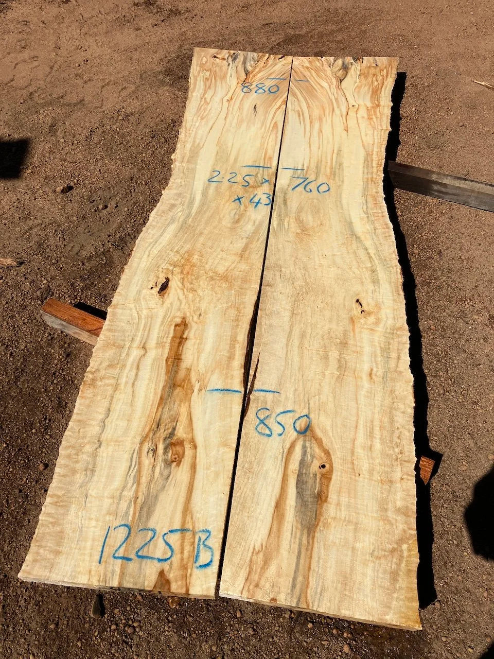 1225B Horse Chestnut