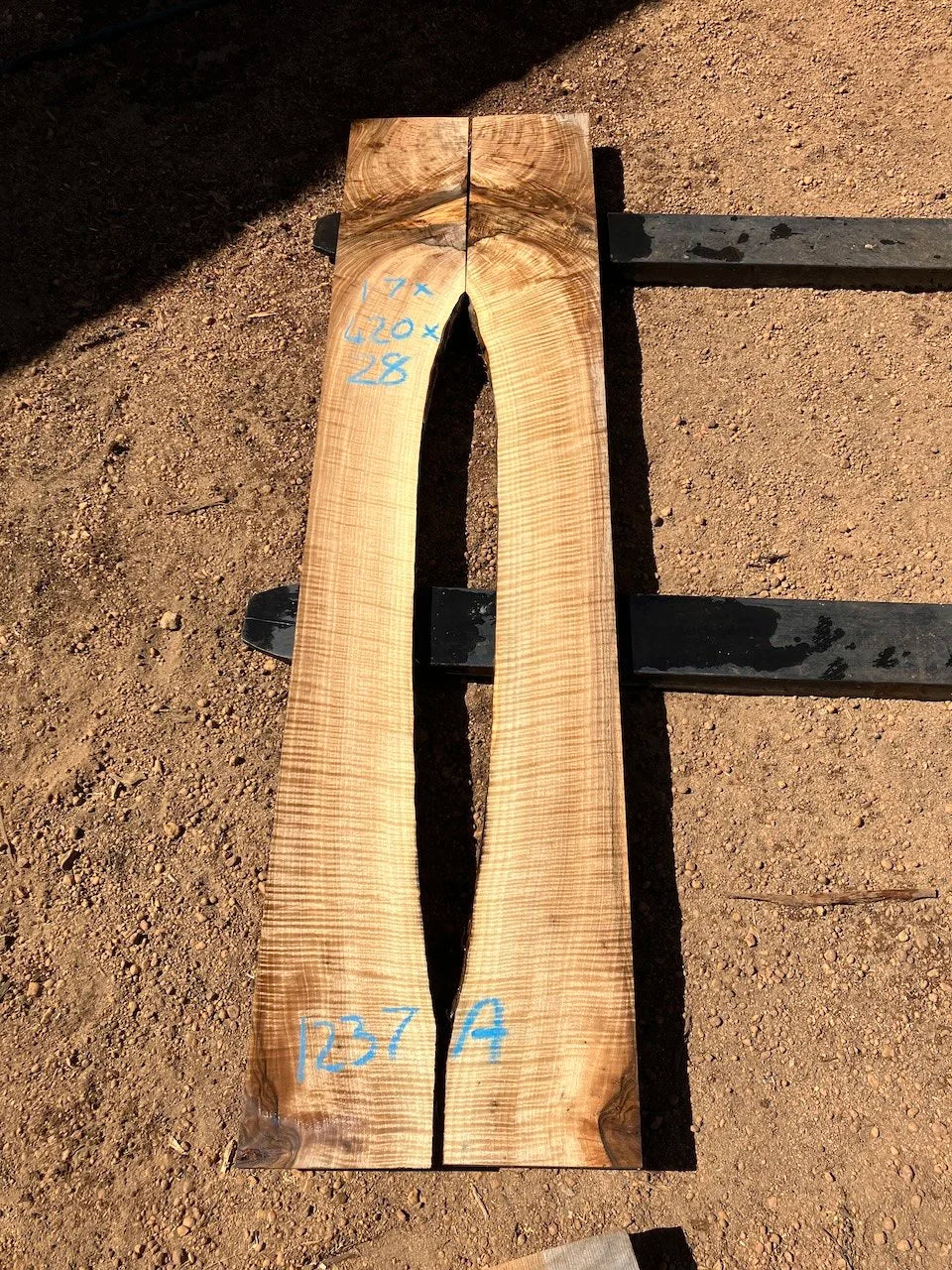 1237A English Walnut