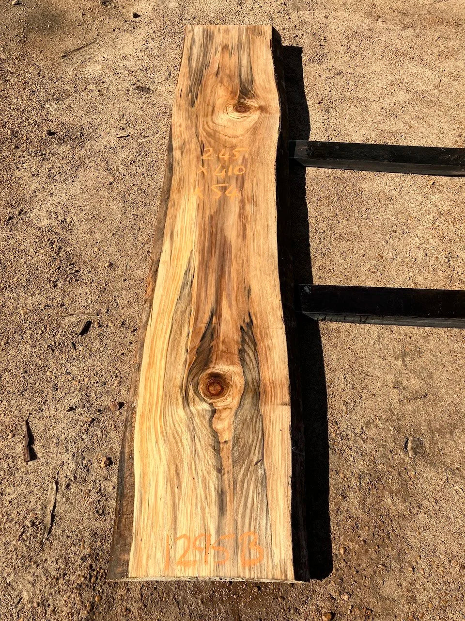 1295B Norfolk Island Pine