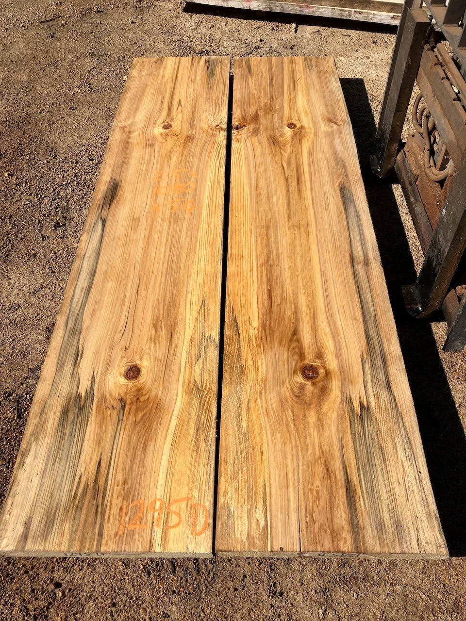 1295D Norfolk Island Pine