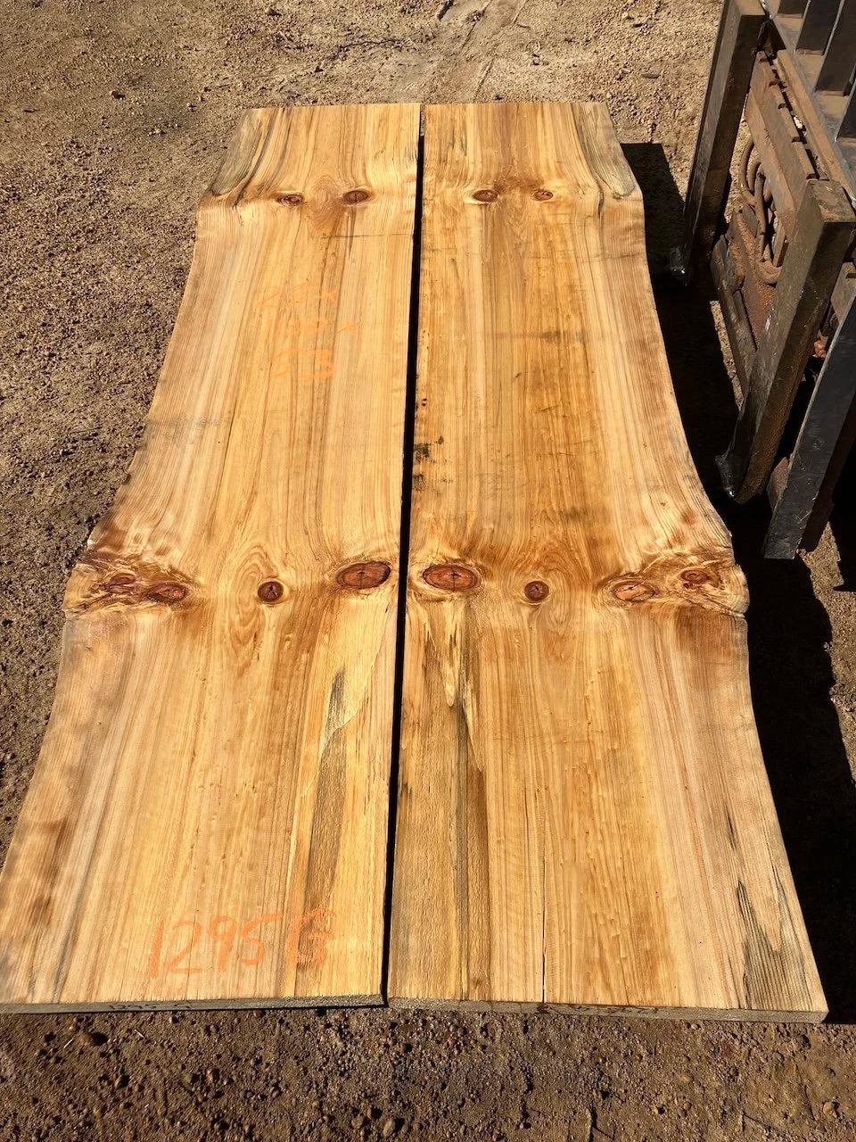 1295G Norfolk Island Pine