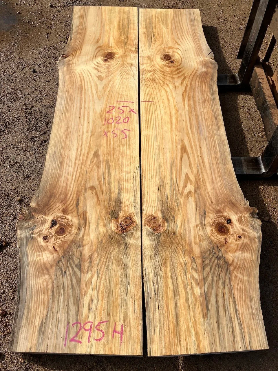 1295H Norfolk island Pine