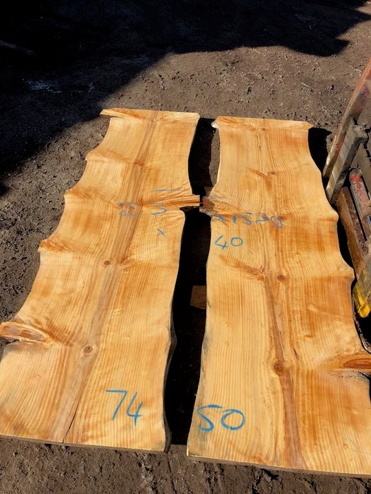 7450 Norfolk Island Pine