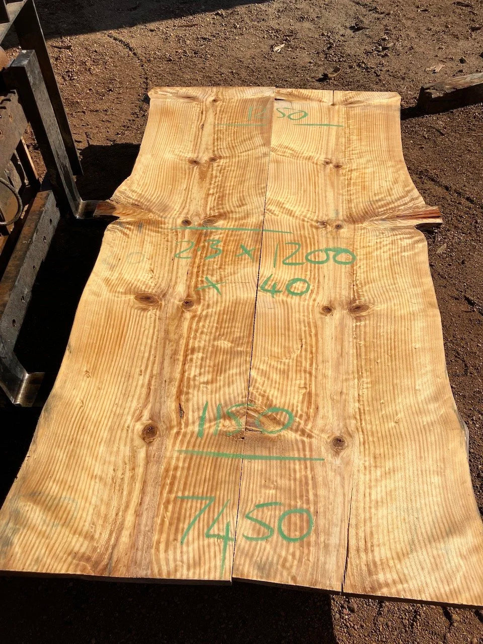 7450 Norfolk Island Pine