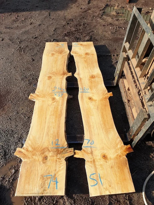 7451 Norfolk Island Pine