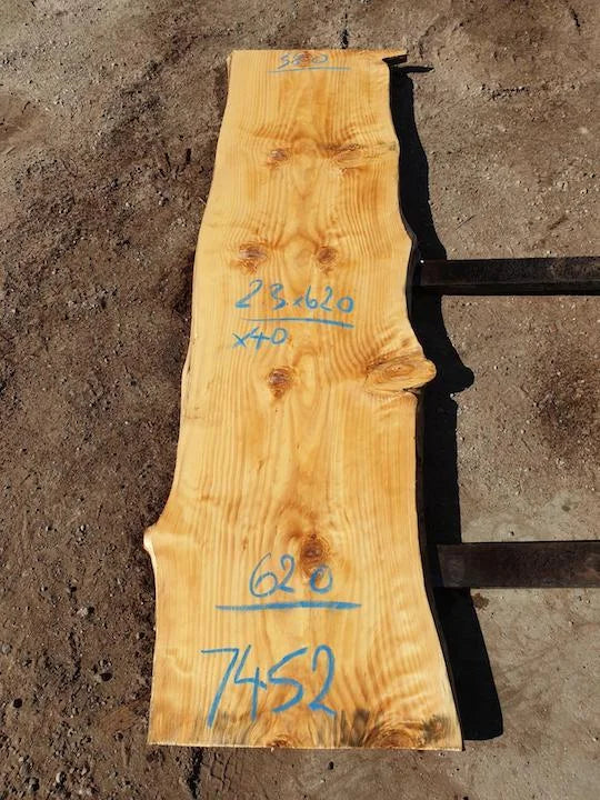 7452 Norfolk Island Pine