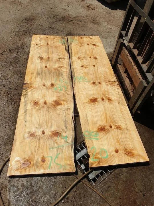 7520 Norfolk Island Pine