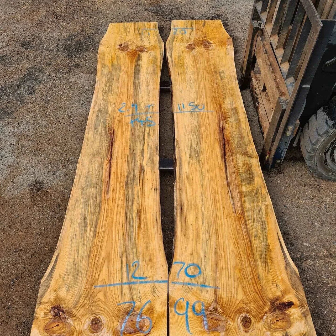 7699 Norfolk Island Pine