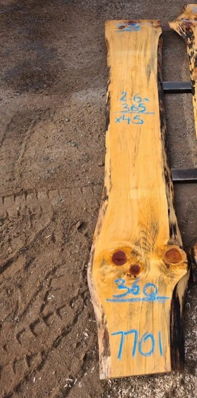 7701 Norfolk Island Pine