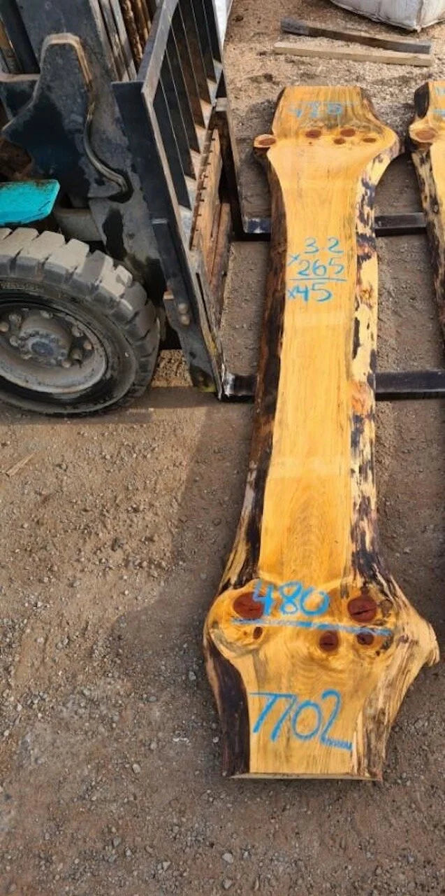 7702 Norfolk Island Pine