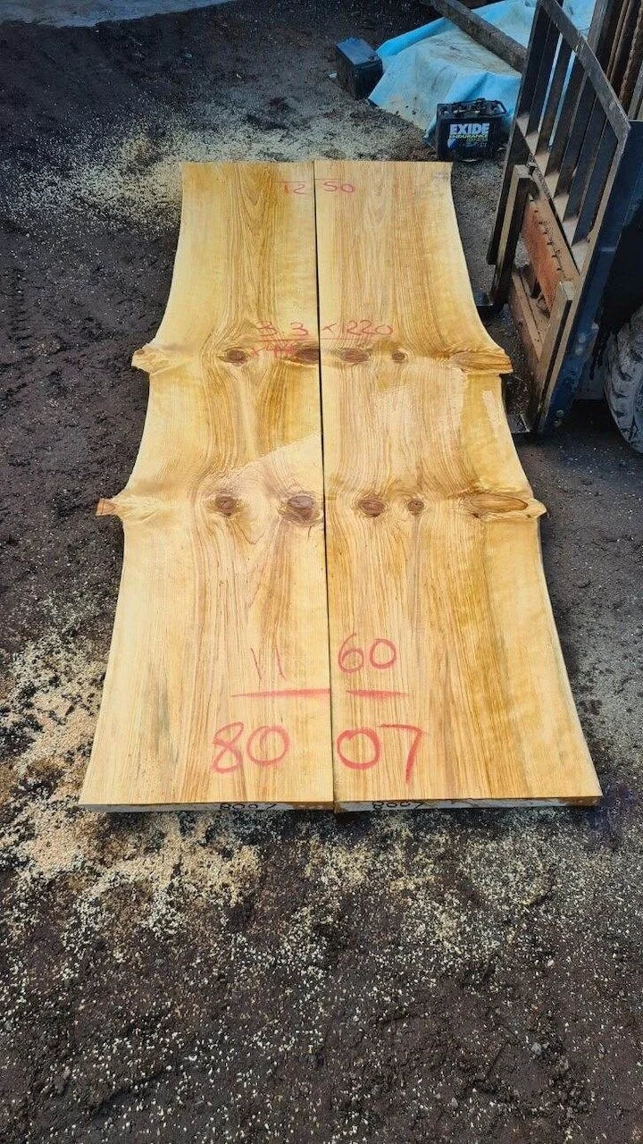 8007 Norfolk Island Pine