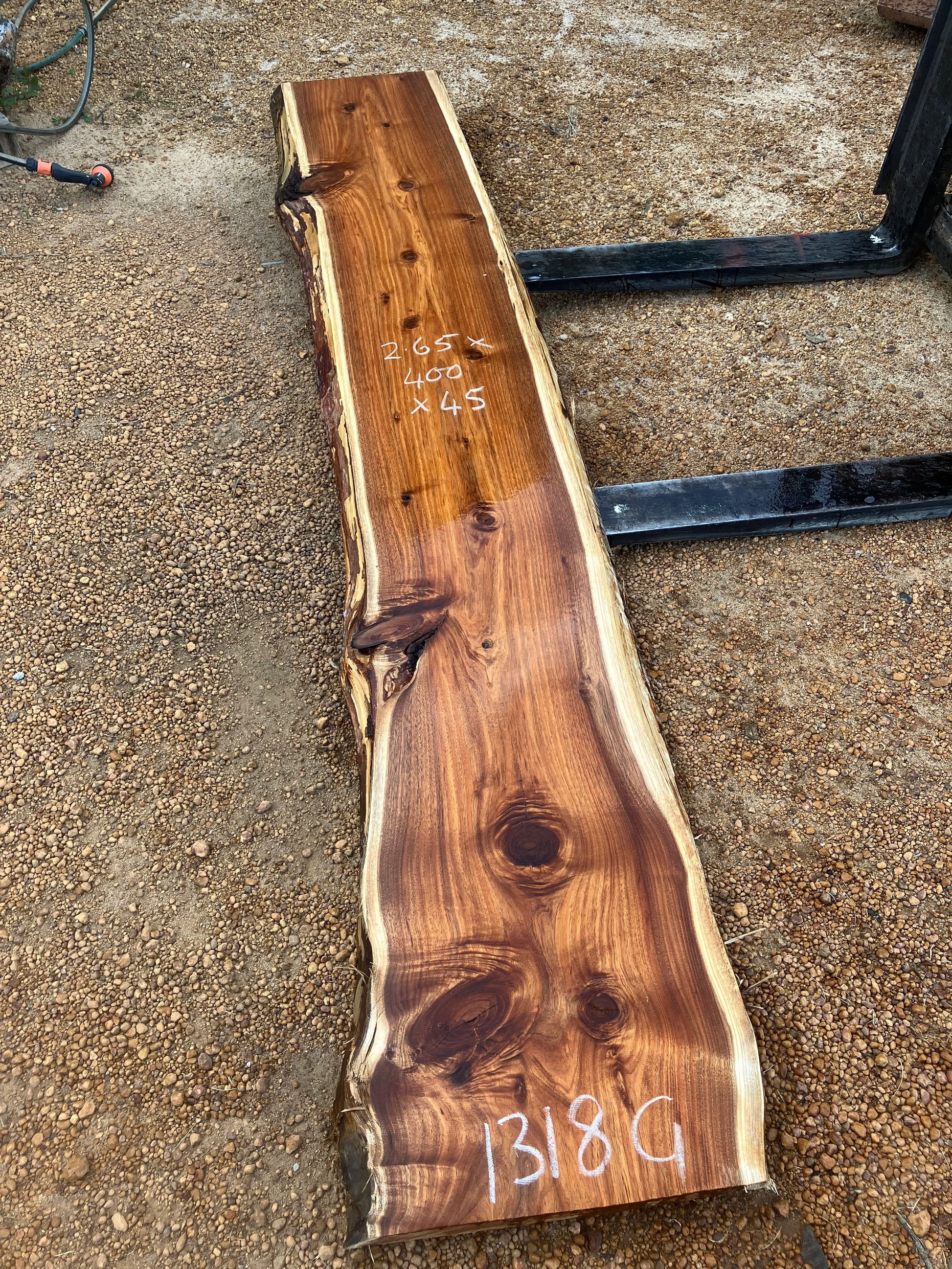 1318G Tassie Blackwood