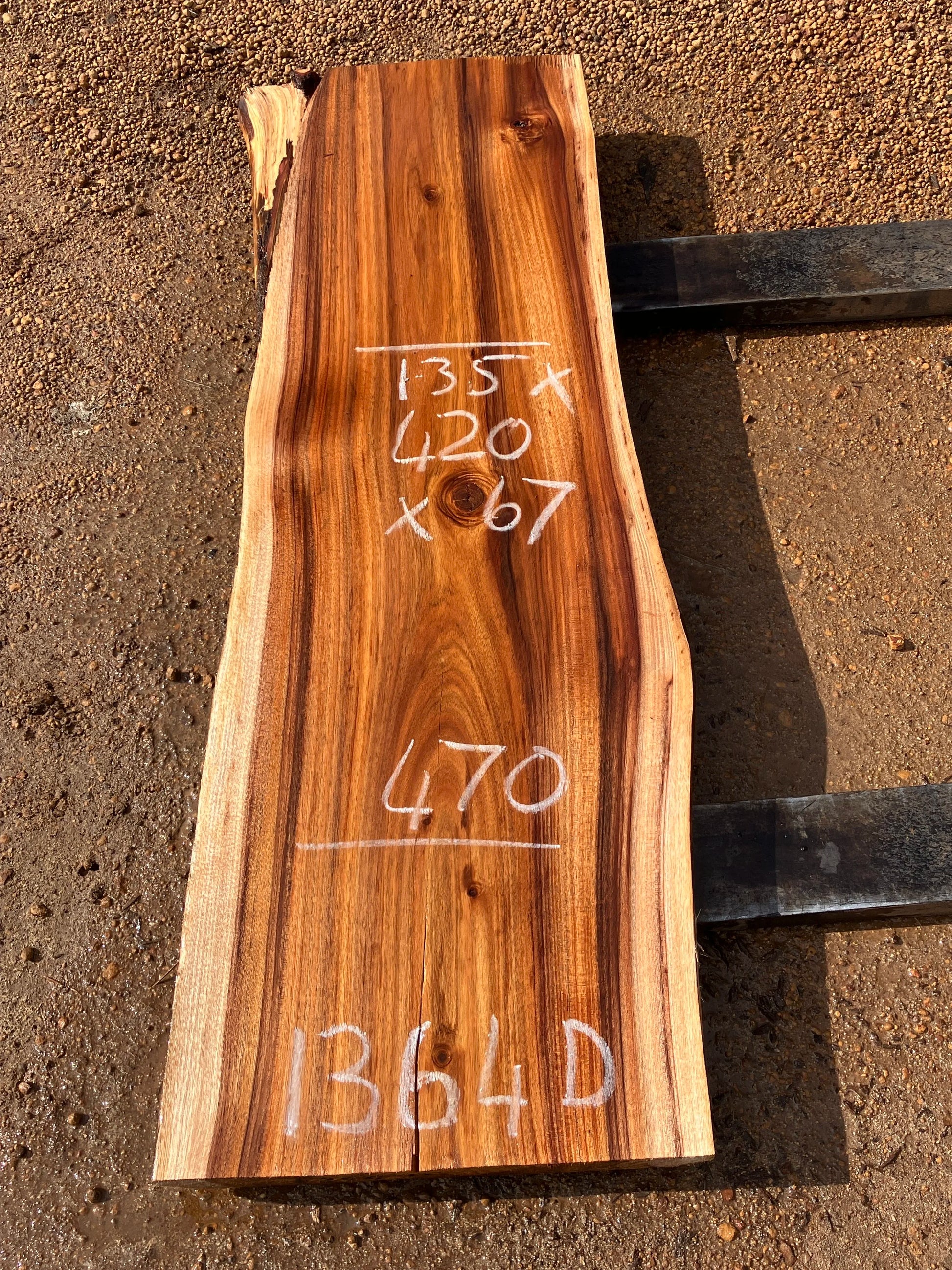 1364D Tassie Blackwood