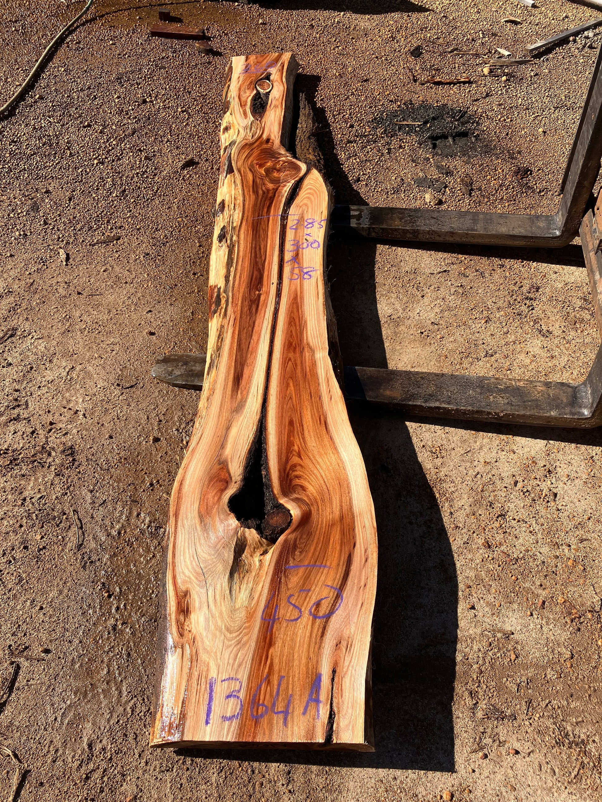 1364A Tassie Blackwood