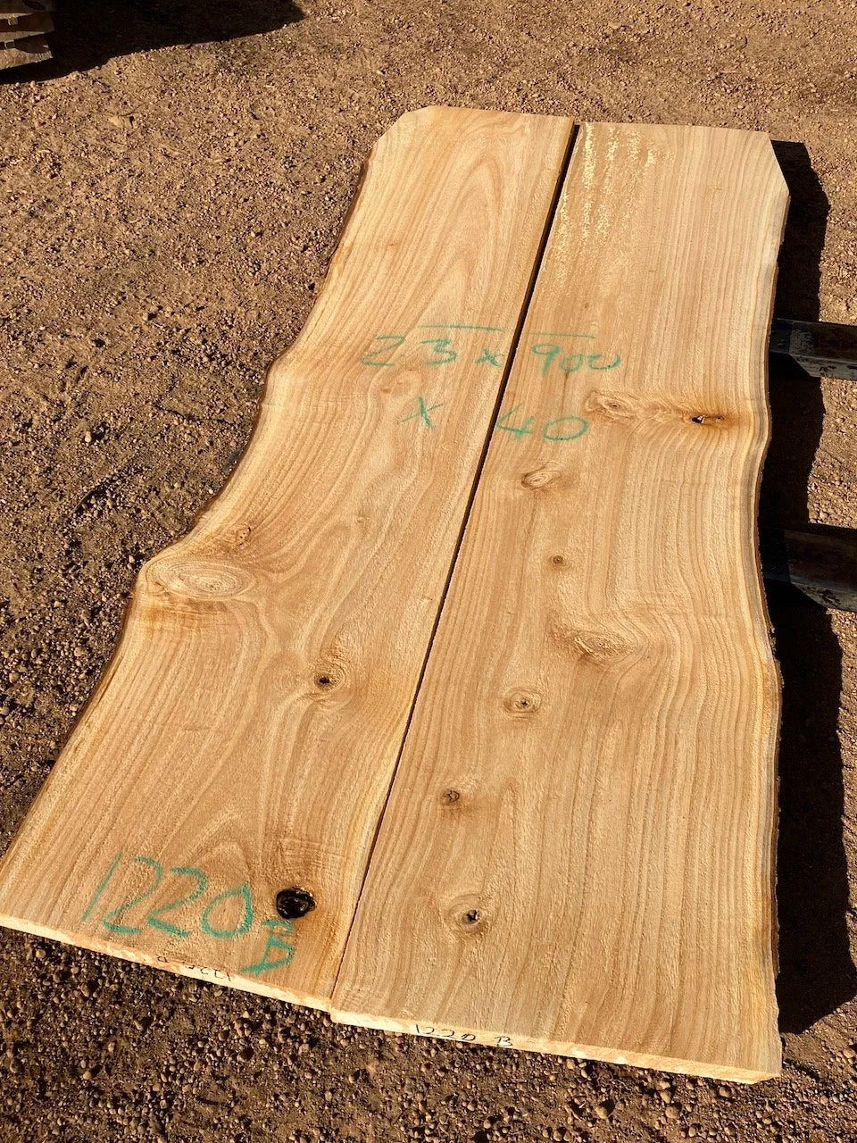1220B Paulownia