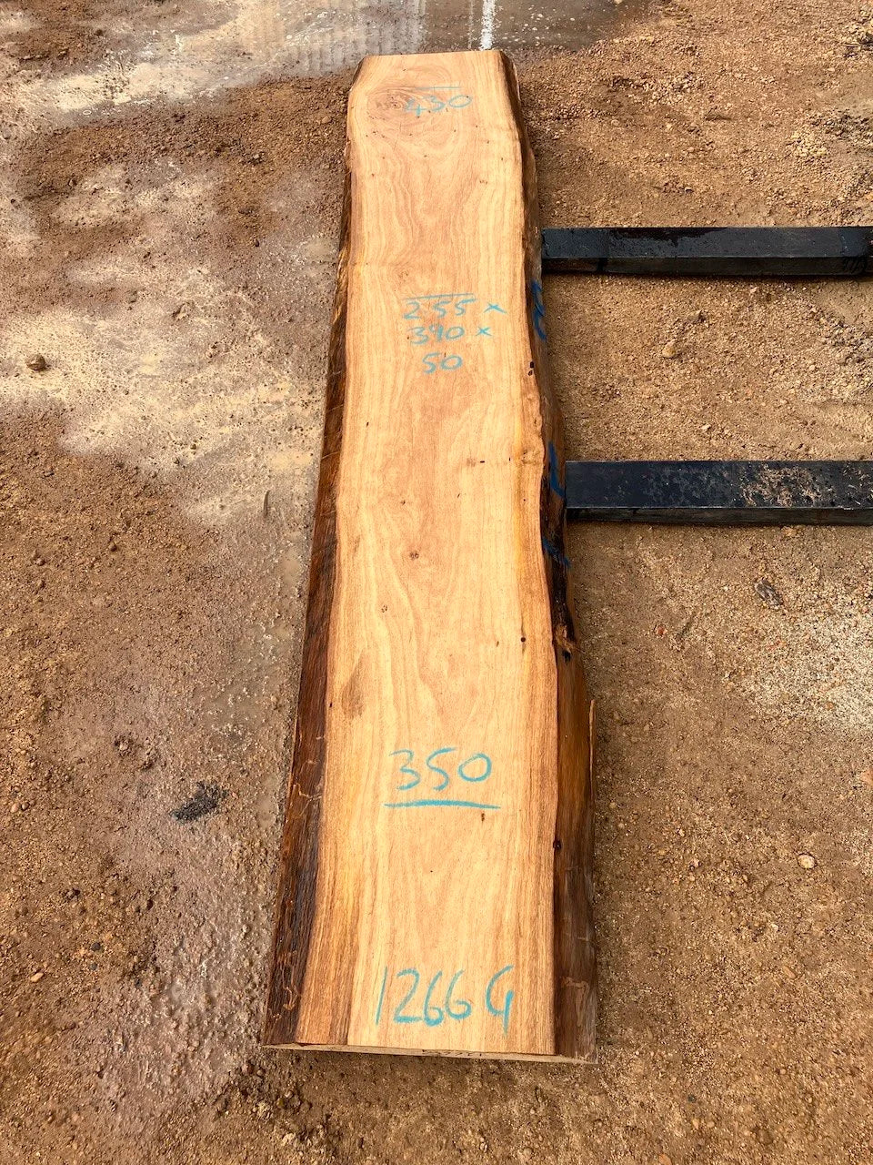 1266G Blackbutt
