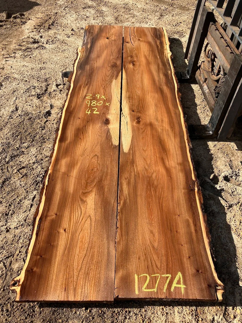 1277A English Elm