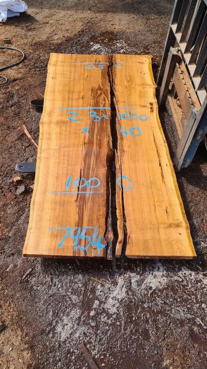 7954 Blackbutt
