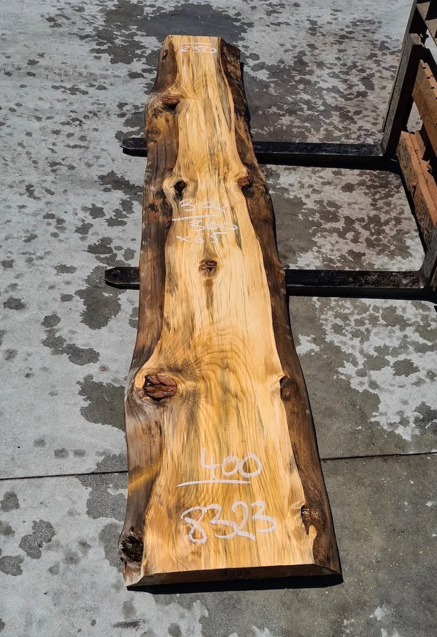 8323 Norfolk Island Pine