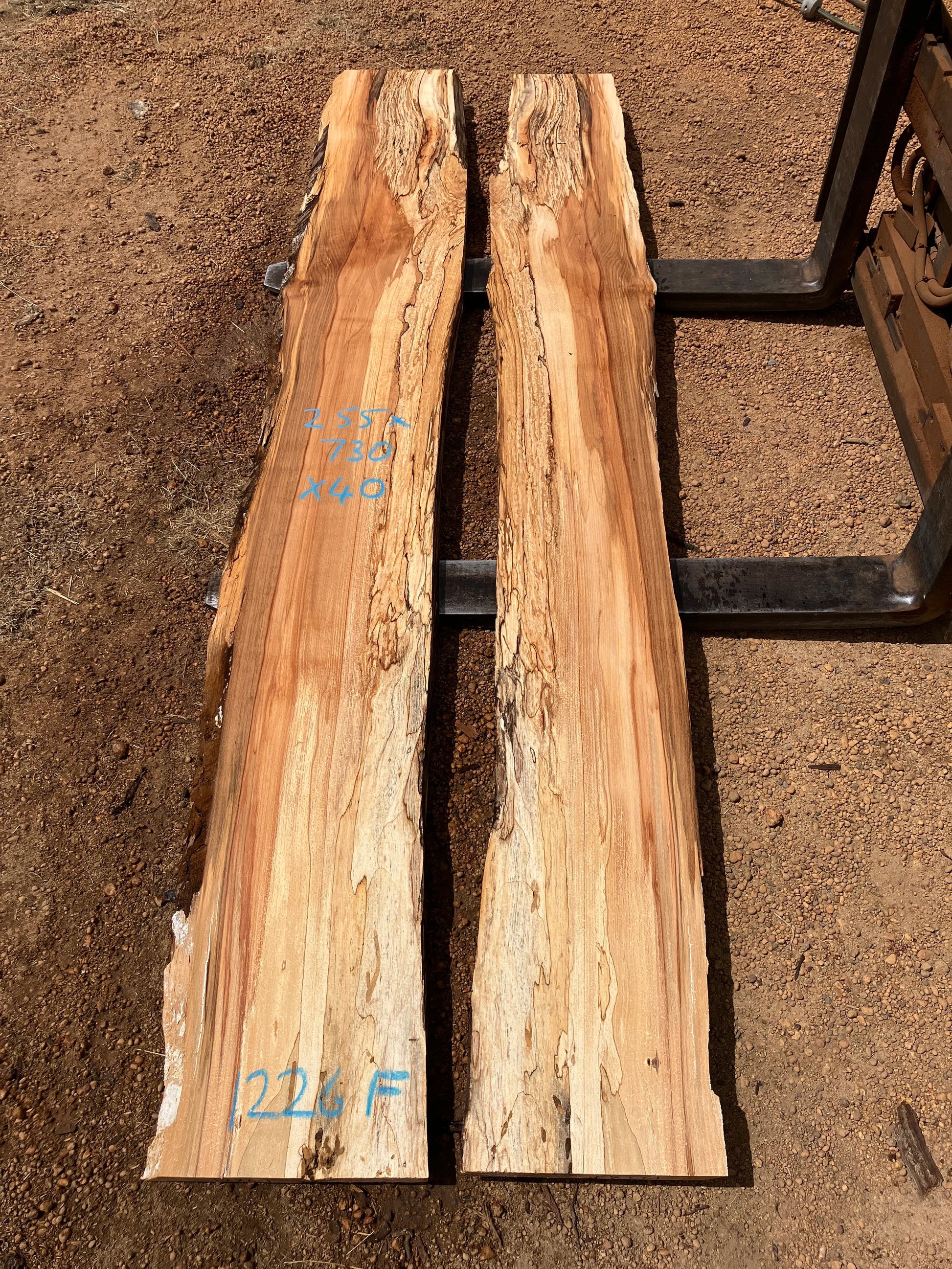 1226F Spalted Beech
