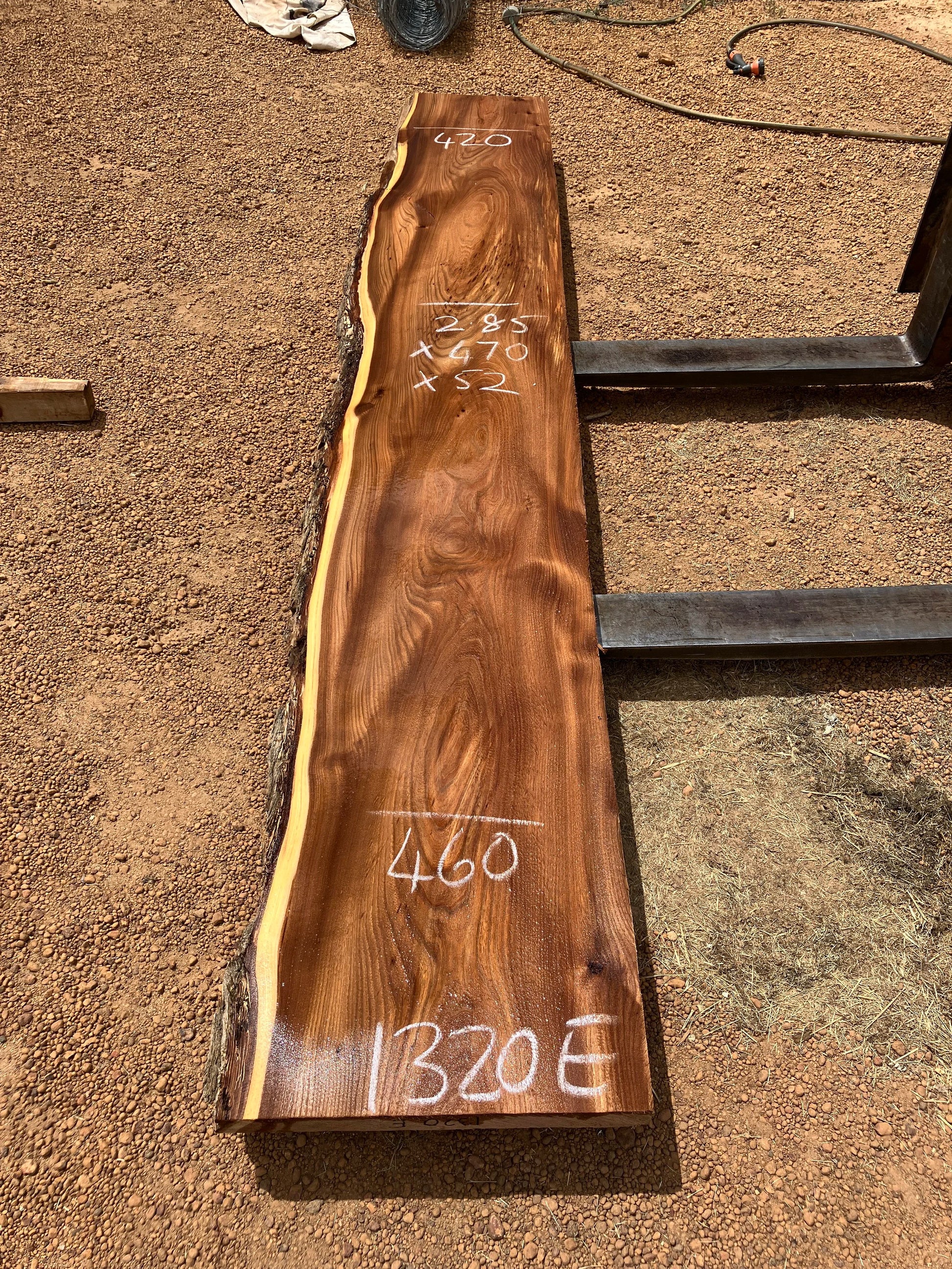 1320E English Elm