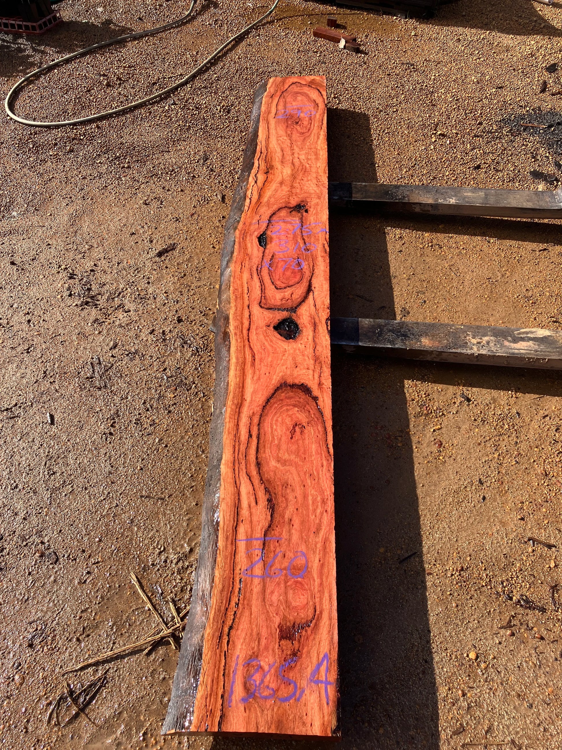 1365A Salmon Gum